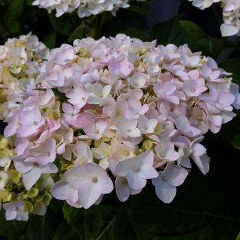 3G Hydrangea mac. 'Endless Summer Blushing Bride' Endless Summer® Blushing Bride® Hydrangea: Patent PP17169 1007503 (Bigleaf Mophead)