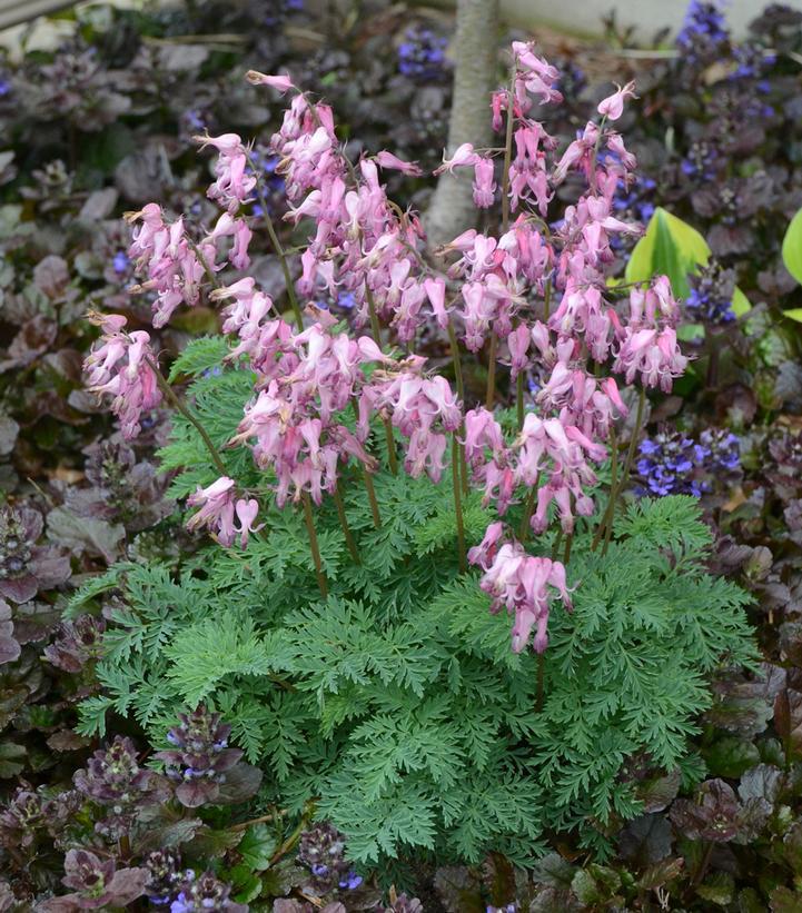 1G Dicentra eximia 'Wild Bleeding Heart' (Old Fashioned Fringed) 1005365