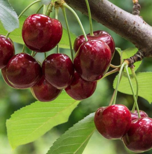 5G Sweet Cherry Tree - Lambert - 5430