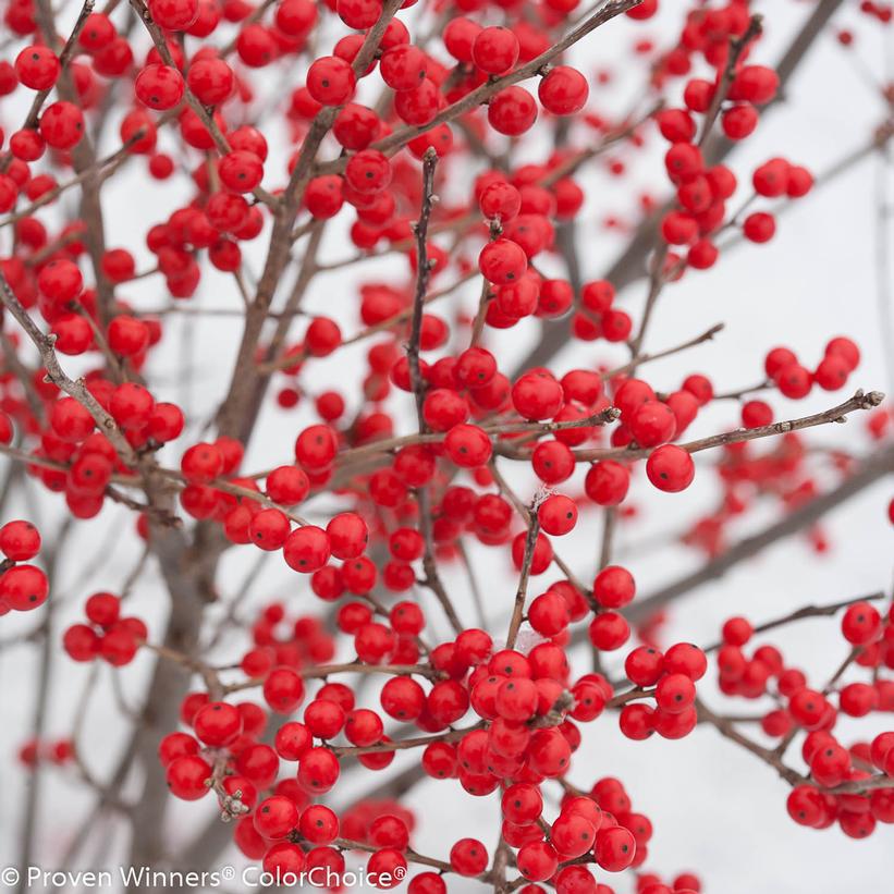 3G Ilex verticillata 'Berry Poppins' Berry Poppins® Winterberry: Patent PPAF