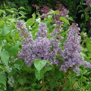 5G Syringa X hyacinthiflora Royal Purple Royal Purple Lilac 1004772