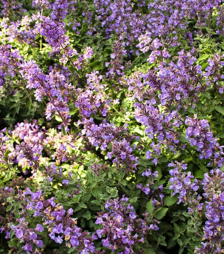 1G Nepeta faassenii 'Cat''s Meow' Cat's Meow Catmint: Patent PP24,472 1006760