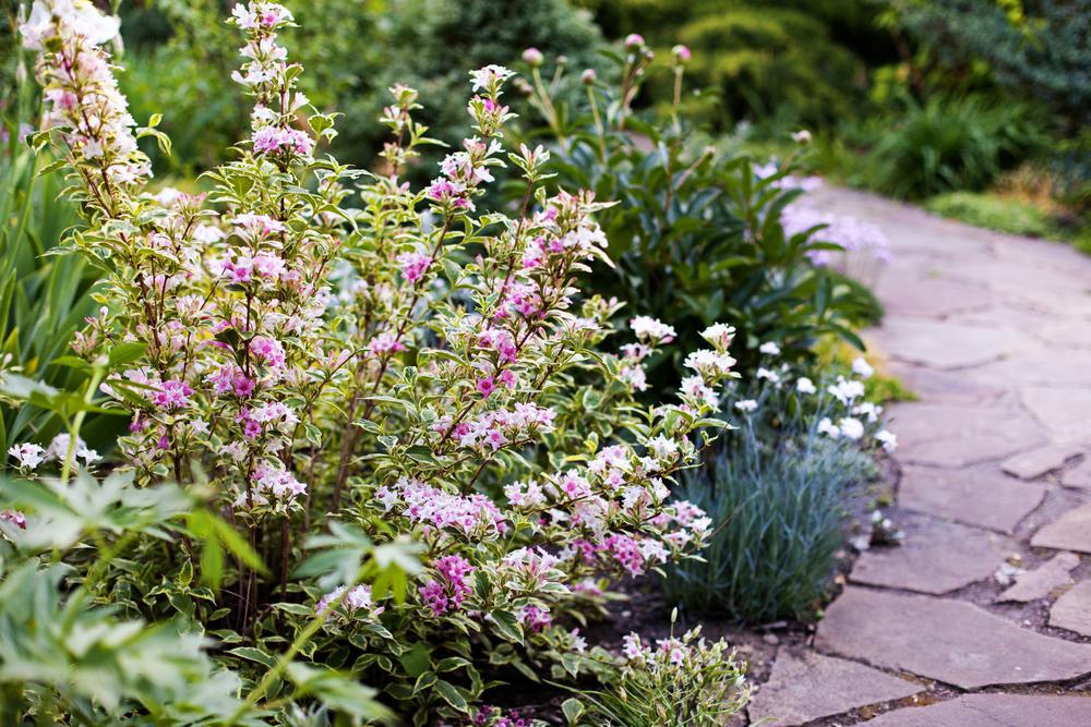 3G Weigela florida 'Variegata' Variegated Weigela 1000129