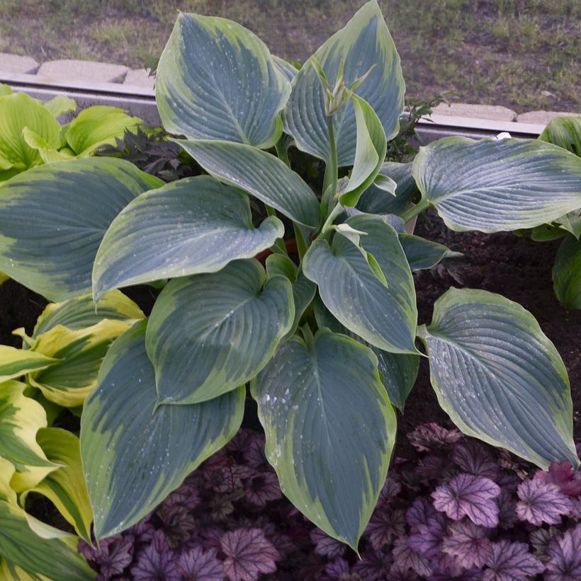 1G Hosta hybrid Shadowland 'Wu-La-La' Shadowland® Wu-La-La Hosta: Patent PPAF 1010691