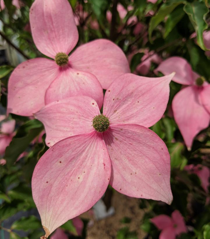 10G Cornus kousa Scarlet Fire® ('Rutpink') Scarlet Fire® Kousa Dogwood: Patent PPAF 1009753