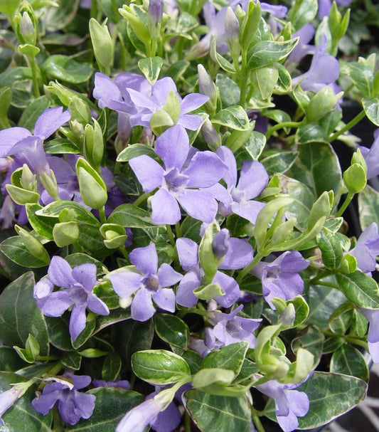 1G Vinca minor 'Ralph Shugert' Ralph Shugert Periwinkle 1002494