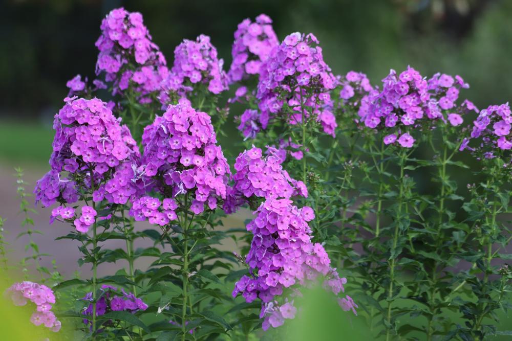 2G Phlox Volcano Plum with White Eye Garden Phlox 1015038