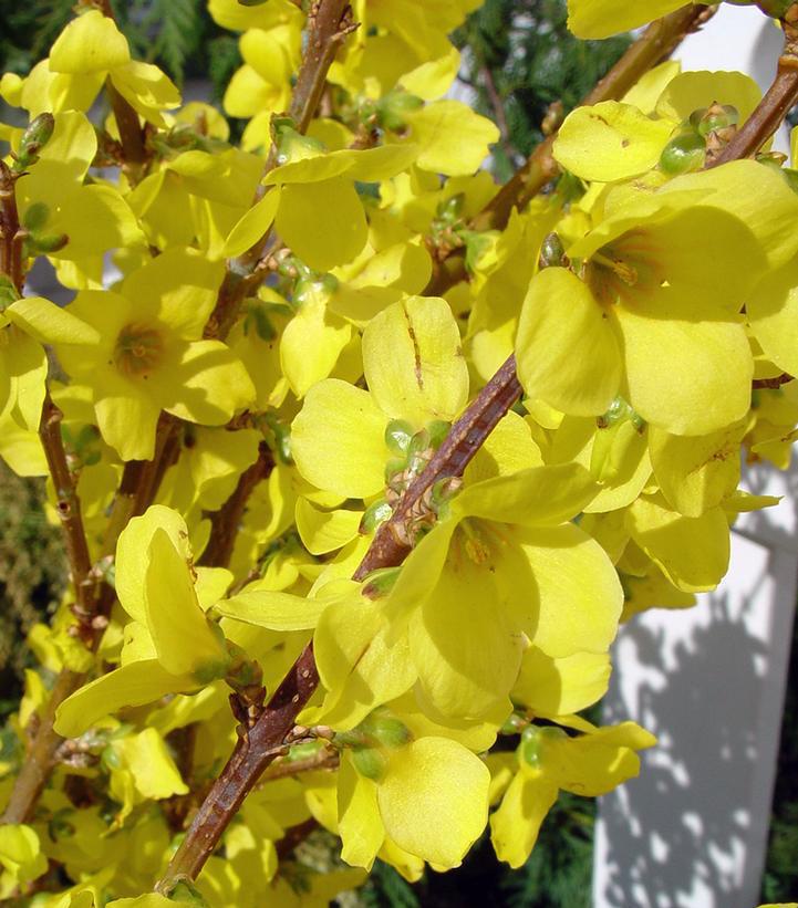 2G Forsythia Show Off® ('Mindor') Show Off® Forsythia: Patent PP19321 1003697