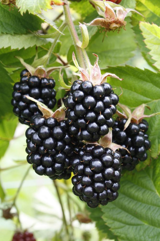 2G Rubus fruticosus 'Chester' Chester Blackberry 1001497