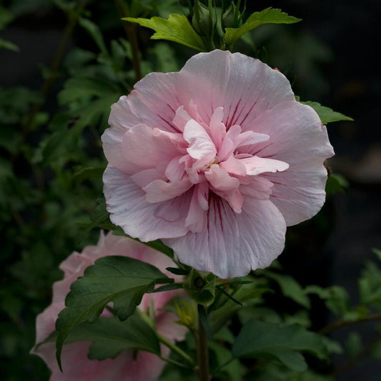 7G Hibiscus syriacus 'Pink Chiffon' TREE ('JWNWOOD4') Pink Chiffon® Rose of Sharon: Patent PP24336 1013650