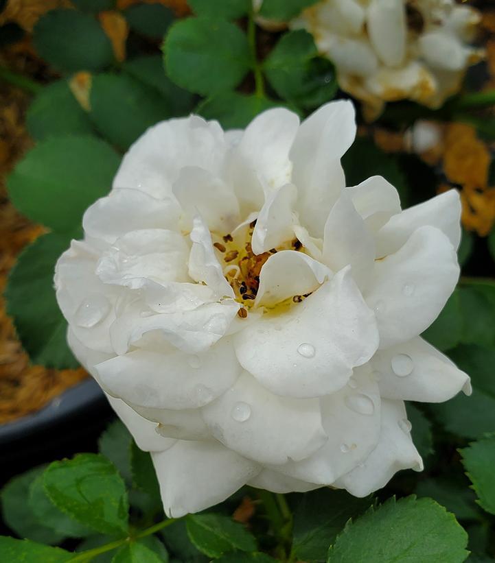 2G Rosa Easy Elegance® 'Snowdrift' Snowdrift Rose: Patent PP19,036 1012265