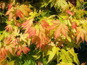 3G Acer Palmatum 'Orange Dream' Japanese Maple 1003496