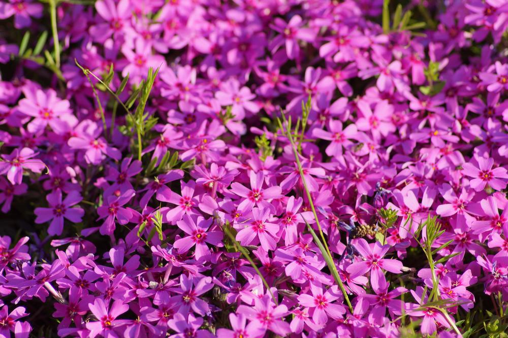 1G PHLOX SUBULATA EMERALD Pink (Creeping Phlox) 1010828