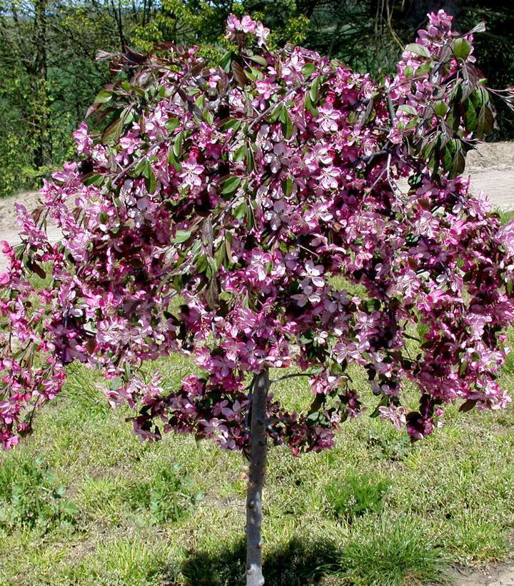 15G Malus First Edition 'Ruby Tears' Ruby Tears Weeping Crabapple 1005366
