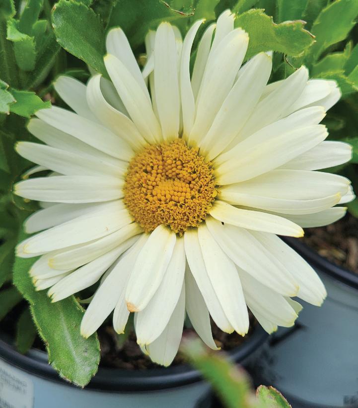 1G Leucanthemum Amazing Daisies® 'Banana Cream II' Banana Cream II Shasta Daisy 1012907