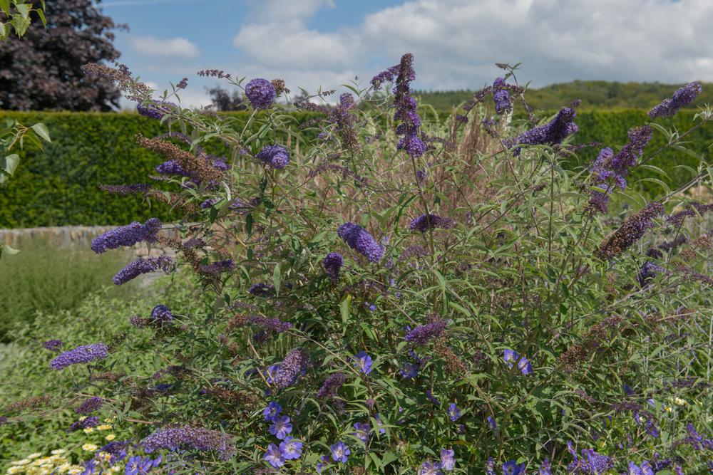 3G Buddleia davidii 'Nanho Blue' Nanho Blue Butterfly Bush 1000990