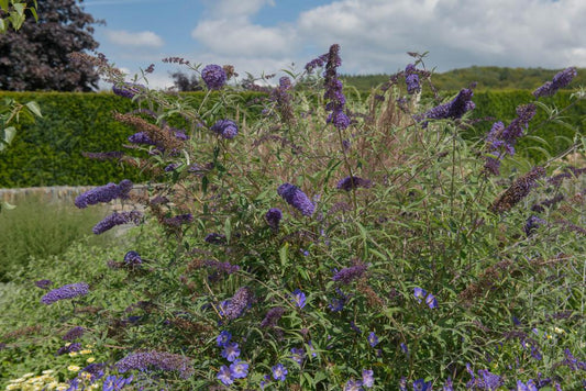 3G Buddleia davidii 'Nanho Blue' Nanho Blue Butterfly Bush 1000990