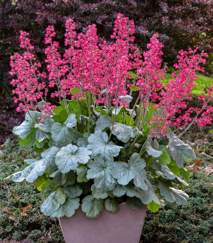 1G Heuchera hybrid Dolce® 'Spearmint' Spearmint Coral Bells: Patent PPAF 1010953