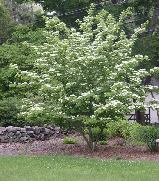 7G Cornus kousa Kousa Dogwood 1000577