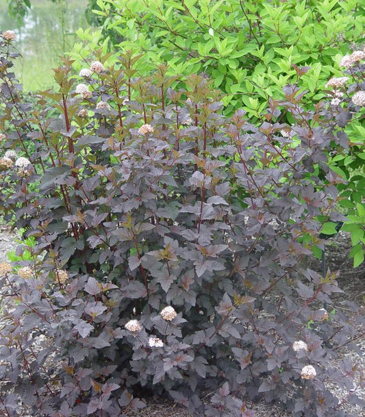 7G PHYSOCARPUS OP. `DIABOLO` - TREE Diabolo Ninebark 1004229