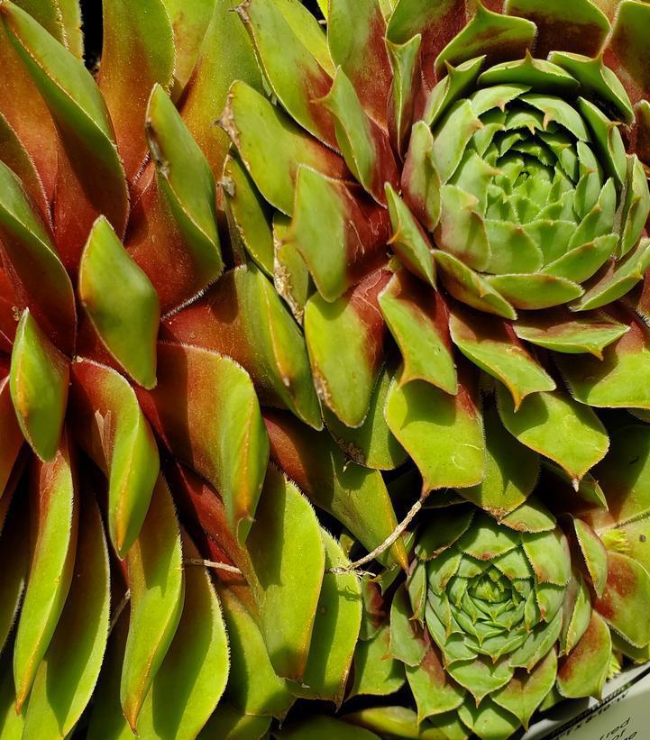 1G Sempervivum 'Ruby Heart' Red Heart Hens and Chicks 1005537