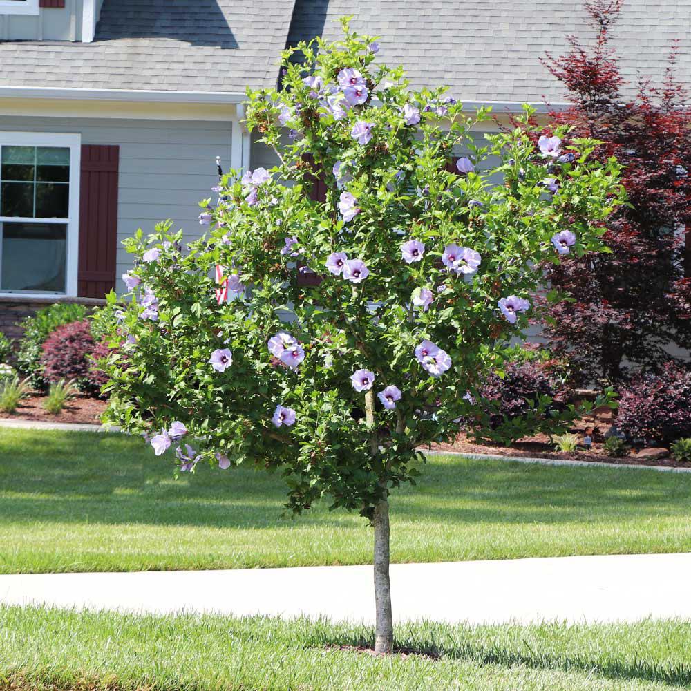 7G HIBISCUS SYR. 'AZURRI BLUE Satin' Treeform Azurri Blue Satin® Rose of Sharon: Patent PP20,563 1009243