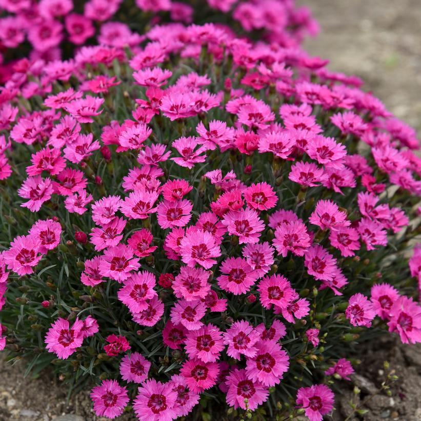 1G Dianthus hybrid 'Paint the Town Fancy' Paint the Town Fancy Pinks: Patent PPAF 1013245