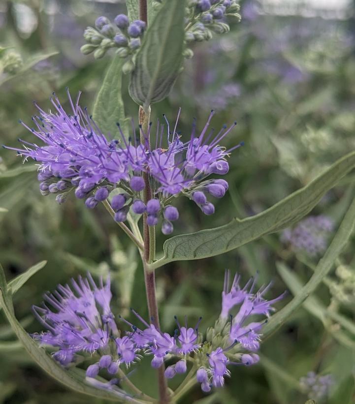 3G Caryopteris x cland. 'Dark Knight' Dark Knight Blue Mist Shrub 1001816