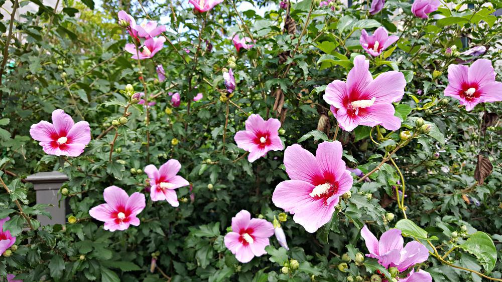 2G Hibiscus syriacus Lil' Kim® Red ('SHIMRR38') Lil' Kim® Red Rose of Sharon: Patent PP27,195 1007450