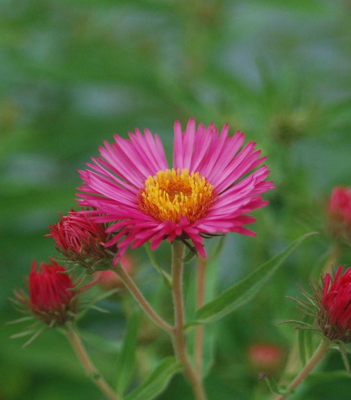 2G Aster novae-angliae 'Alma Potchke' Alma Potchke New England Aster 1003477