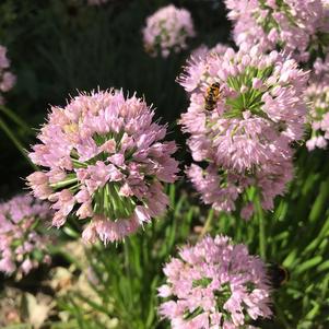 2G ALLIUM IN ORBIT (Ornamental Onion) 1010055