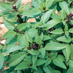 1G OCIMUM `SWEET THAI` Sweet Thai Basil (Horapha) 1005973