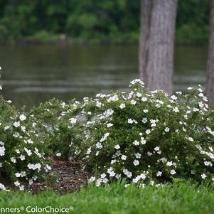 3G Potentilla fruticosa 'Happy Face White' ('Happy Face®') Happy Face® White Cinquefoil 1006460