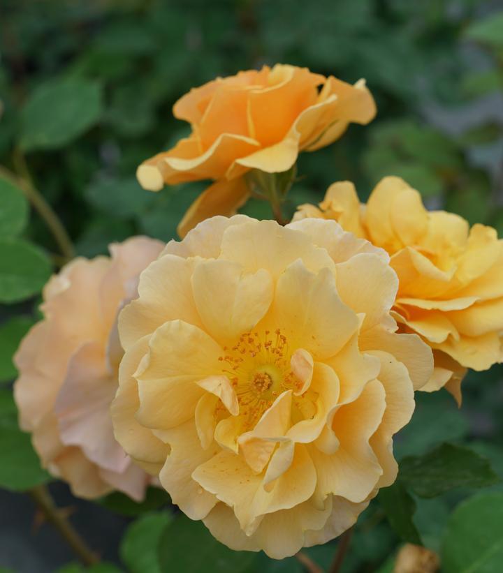 3G Rosa x Rise Up Amberness® ('ChewAmberness') 'Rise Up Amberness' Mini Climber Rose: Patent PP34,460 1014998