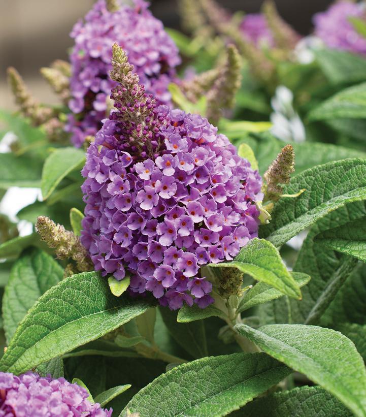 3G Buddleia davidii Dapper® 'Lavender' ('Buddaplav') Lavender Butterfly Bush: Patent PPAF 1013894