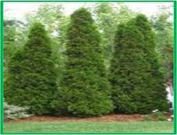 10G THUJA OCCIDENTALIS `NIGRA` Dark American Arborvitae 1003109