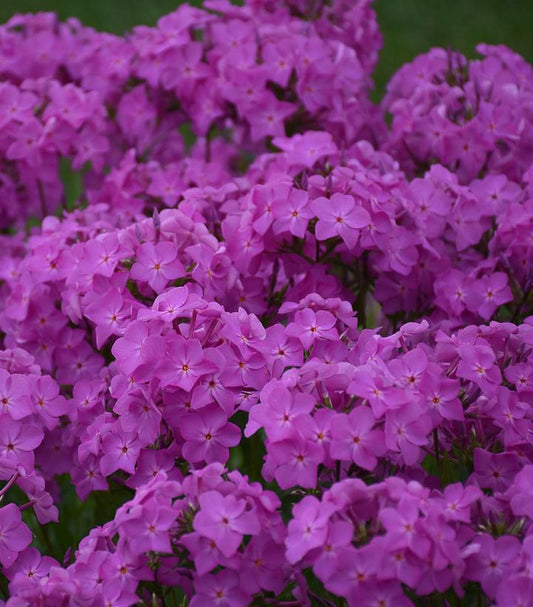 1G Phlox hybrid 'Opening Act Ultrapink' Opening Act Ultrapink Hybrid Phlox: Patent PPAF 1012153