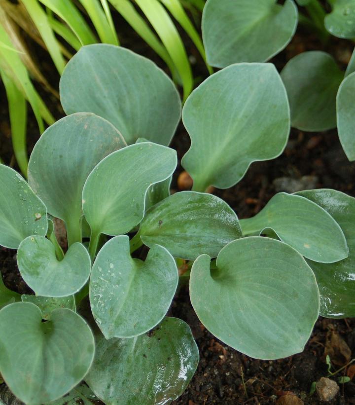 1G Hosta 'Blue Mouse Ears' Blue Mouse Ears Hosta 1004566