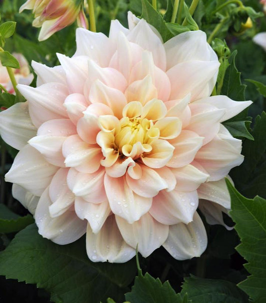 12" Dahlia 'Break Out' Break Out Dahlia (BLUSH/CREAM) 1014602