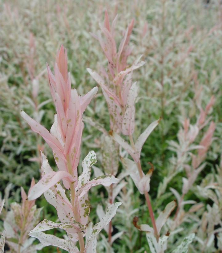 3G Salix integra 'Hakaro Nishiki' Japanese Willow 1001986 (Dappled Willow)