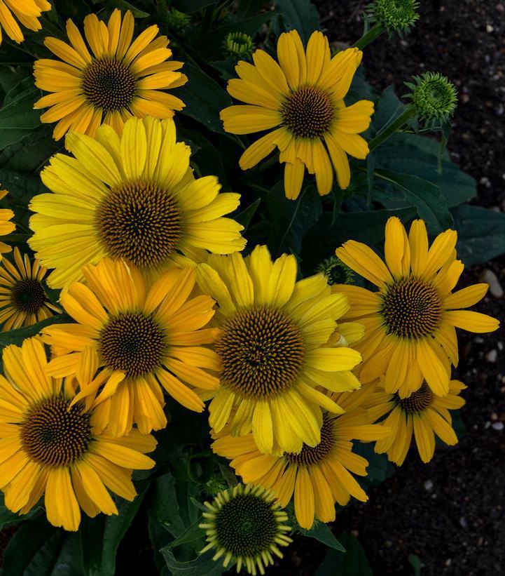 2G Echinacea hybrid Color Coded™ 'Yellow My Darling' Yellow My Darling Coneflower