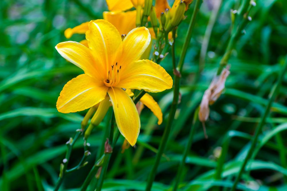 1G HEMEROCALLIS 'BUTTERED POPCORN' Daylily 1010942