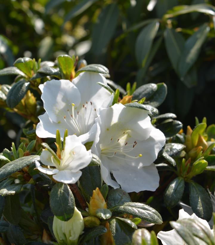 3G Azalea Girard's Pleasant White (evergreen) Girards Pleasant White Azalea 1000204