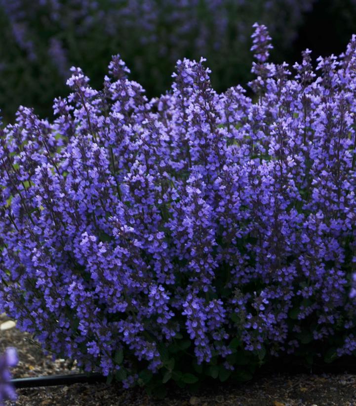 1G Nepeta hybrid 'Cat's Pajamas' Cat's Pajamas Catmint: Patent PP31,127 1009793