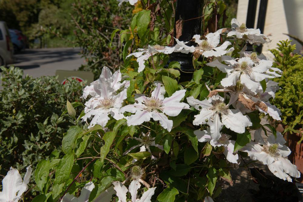 8" Clematis 'Hyde Hall' ('evipo009') Hyde Hall Clematis 1007353 (White)