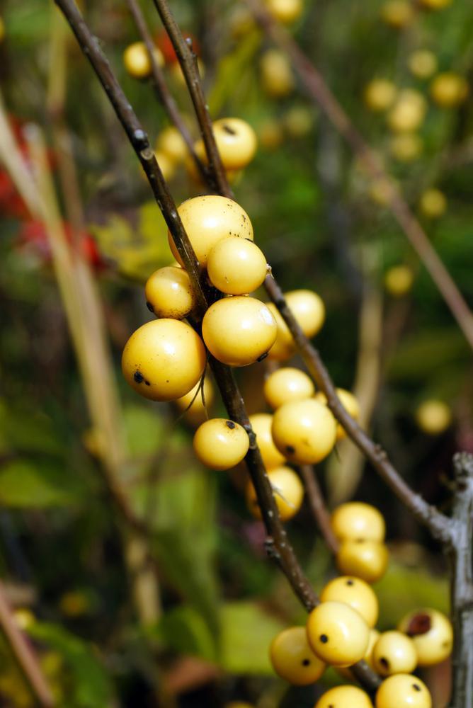 3G Ilex verticillata 'Berry Heavy Gold' Berry Heavy® Gold Winterberry: Patent PPAF 1009482 (female has berries Pollinator Mr. Poppins)