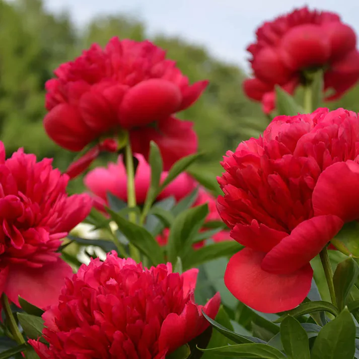 3G Paeonia lactifolia 'Lady in Red' Lady in Red Peony 1009767