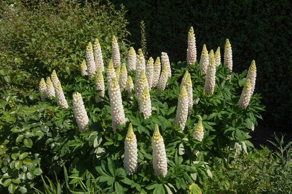 1G Lupinus 'Noble Maiden' Noble Maiden Lupine 1010896