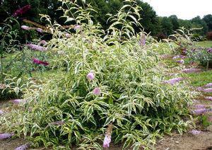 3G BUDDLEIA `SUMMER SKIES` Summer Skies Butterfly Bush 1004560