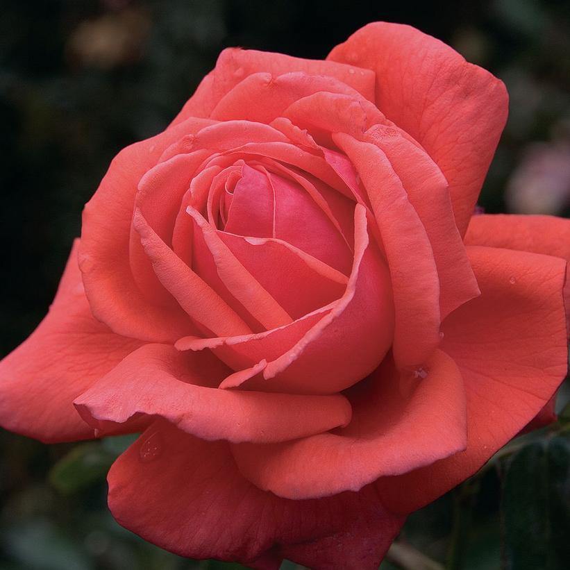 3G Rosa 'Fragrant Cloud' Hybrid Tea Rose 1002666